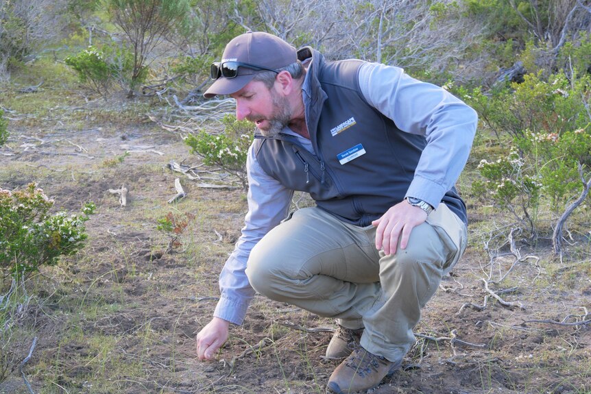 A man wearing a vest kneels down to point out holes in the dirt that show where bettongs have been digging