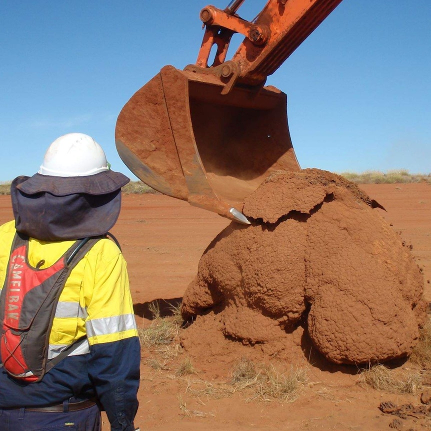 A man watched on while a front-end loader digs into a termite mound.