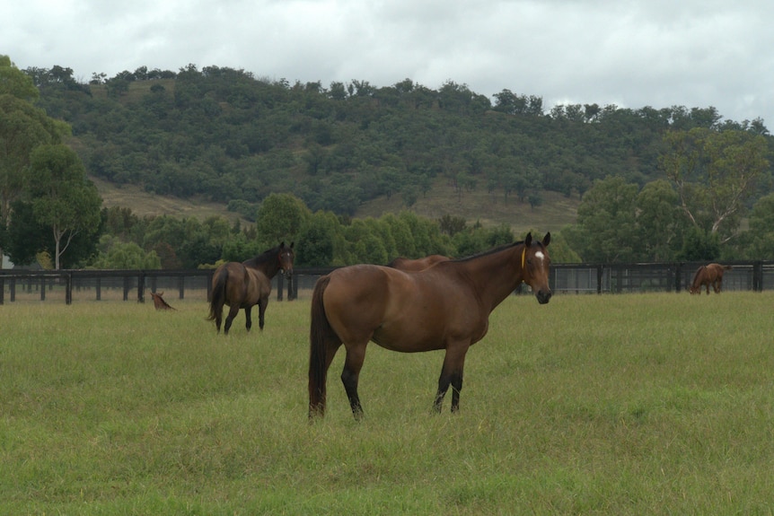 Horses in a paddock.