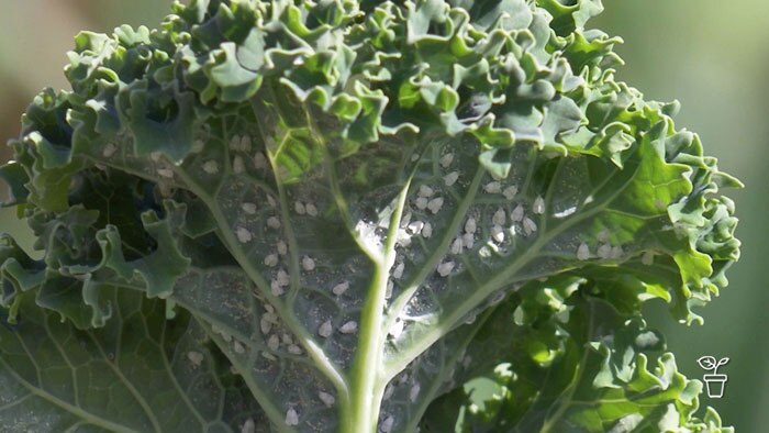 Leafy green vegetable with small white fly-shaped bugs under the leaf