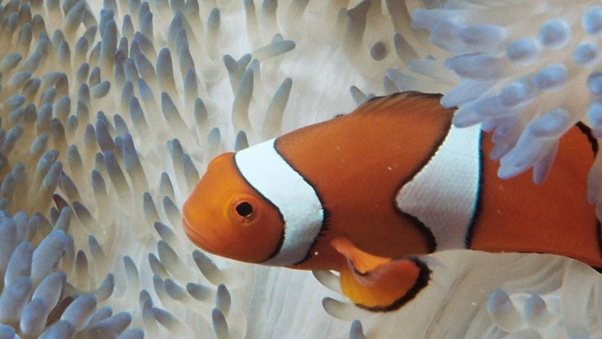 Clown fish are struggling because of ocean acidification.