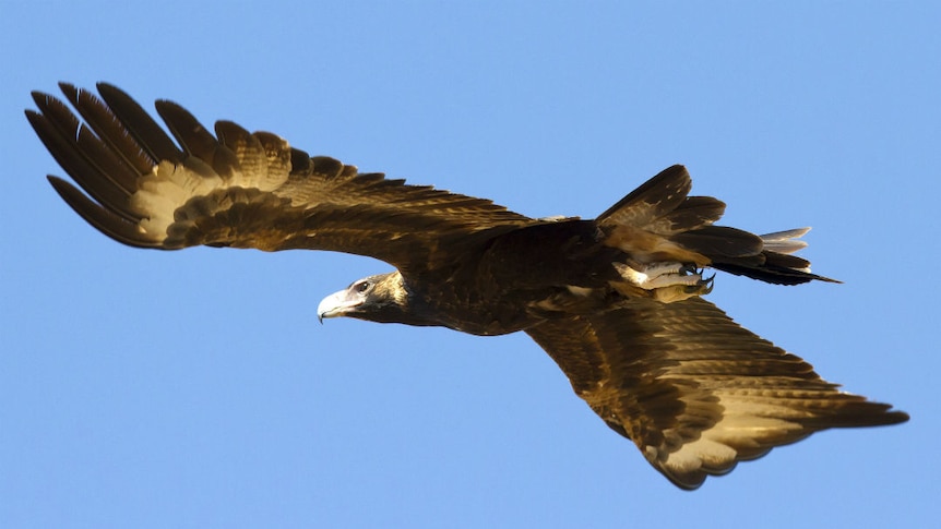 An eagle soars through the sky.