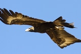 a wedge-tailed eagle soaring in the blue sky with its wings outstretched