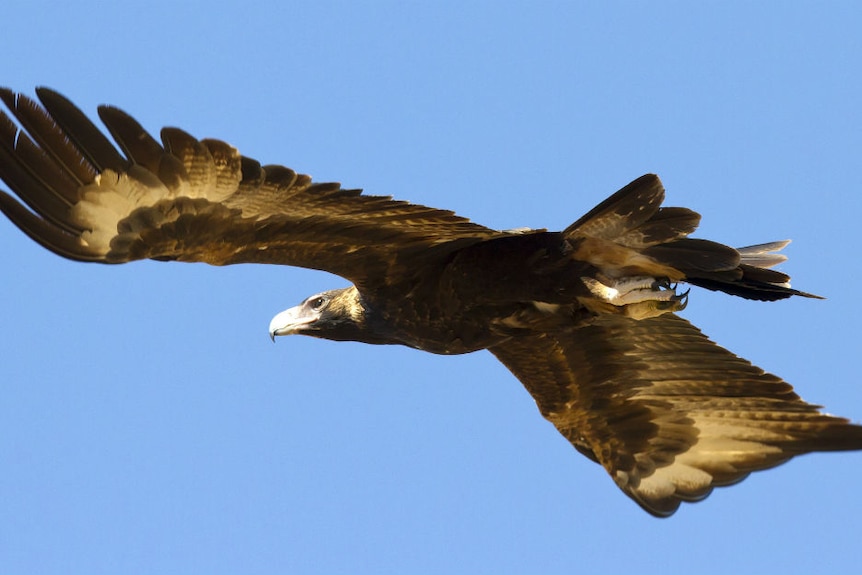 An eagle soars through the sky.