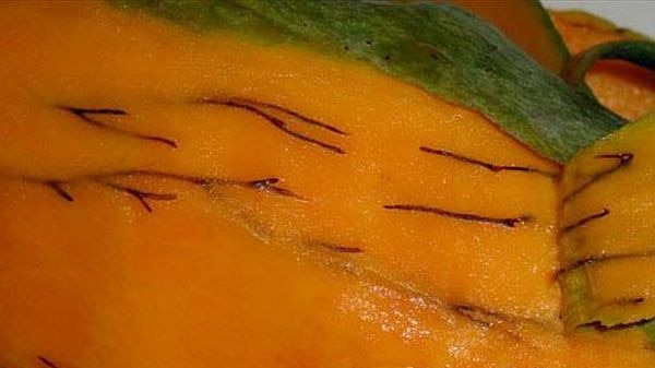 Resin canal within a mango