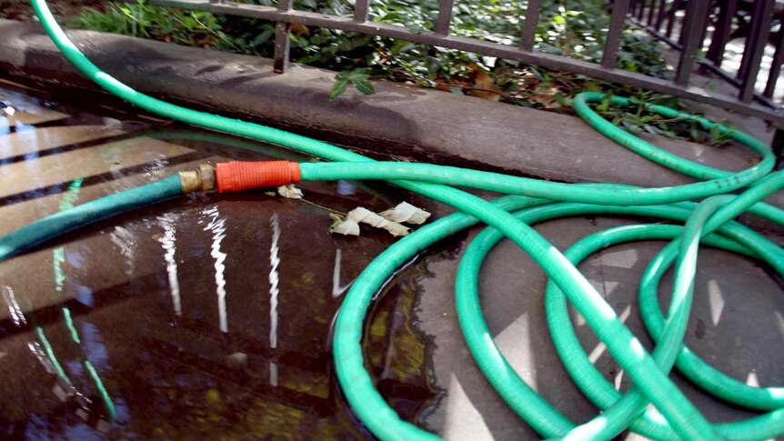 A garden hose is curled across a cement path in a pool of water.