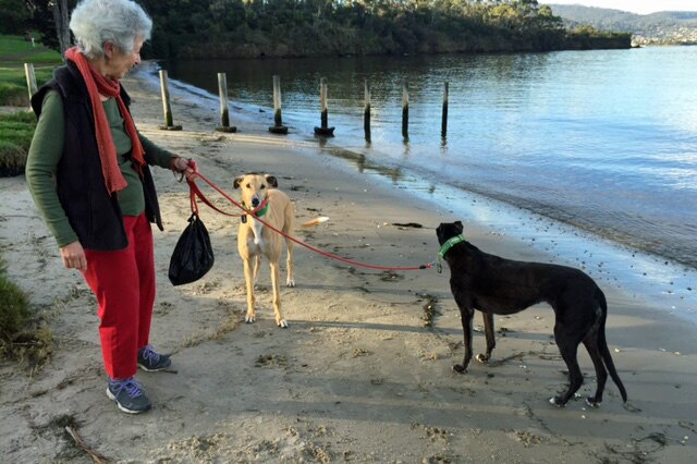 Fran Chambers from the animal welfare group Let Greyhounds Run Free July 9 , 2016