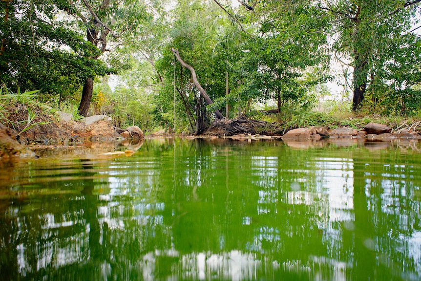 A shot of the creek close to the waterline, with trees straddling the banks.