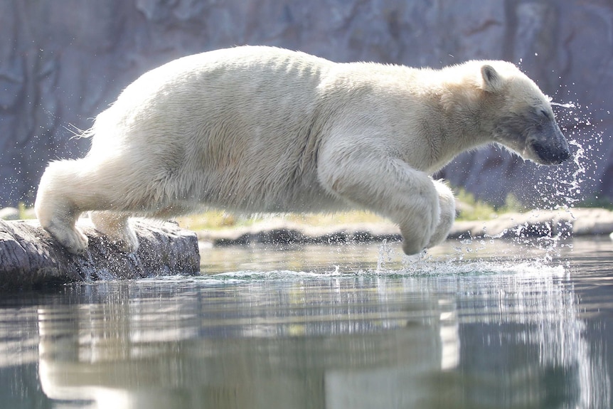 Polar bear Nanook jumps into the water from a rock ledge.