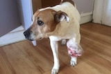 A dog with a tumour on its left front leg
