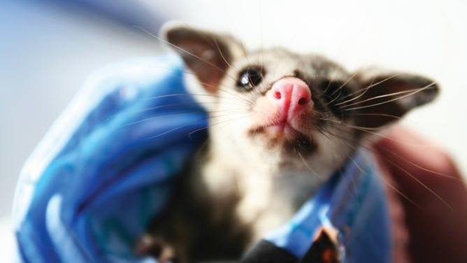A possum wrapped up in a towel.