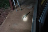 A photo of a spotlight on a juvenile saltwater crocodile in Darwin's rural area.
