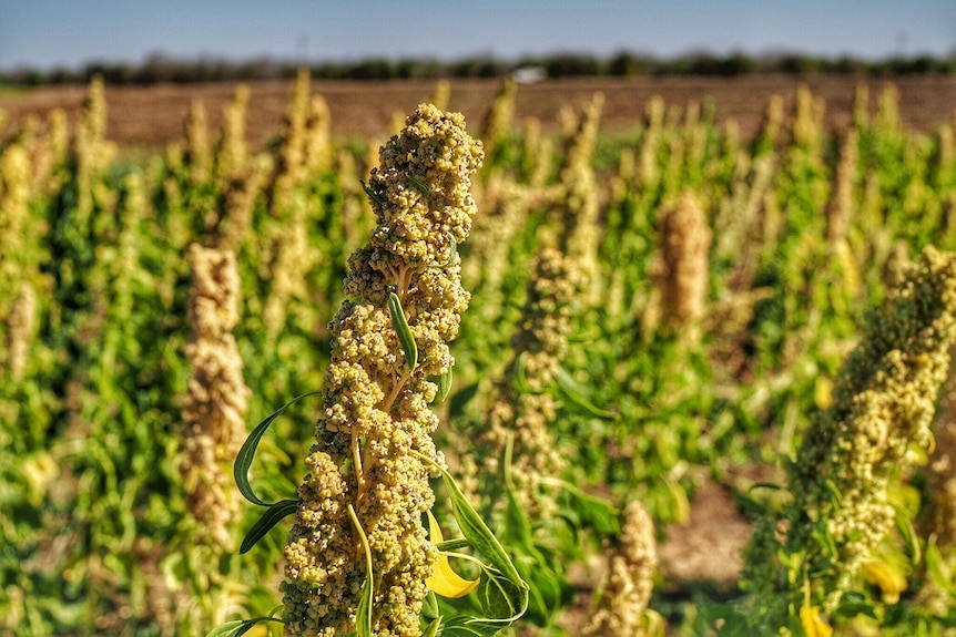 Quinoa growing at the Ord River Irrigation Area trial site.