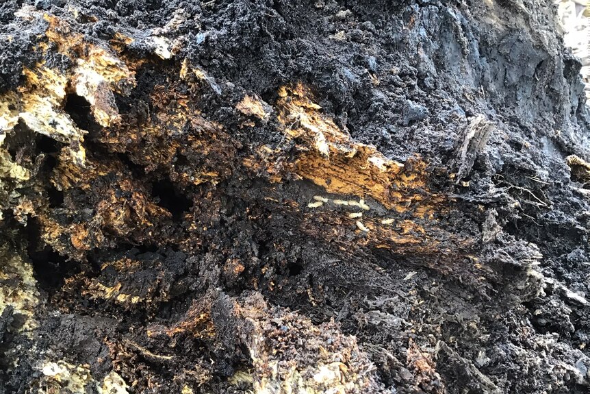 Termite activity at Bradshaw Park, Busby (Feb 2022)