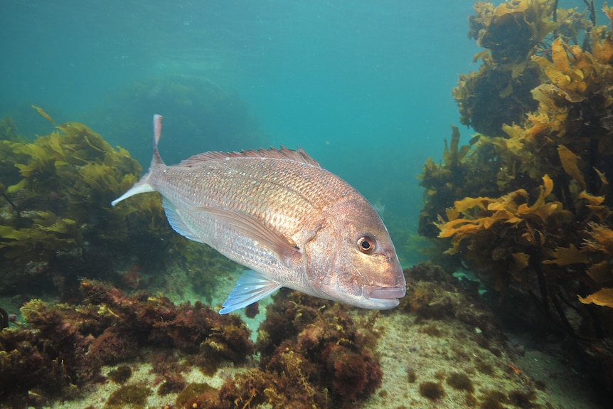 A large scaly fish with pink skin swimming around seaweed.