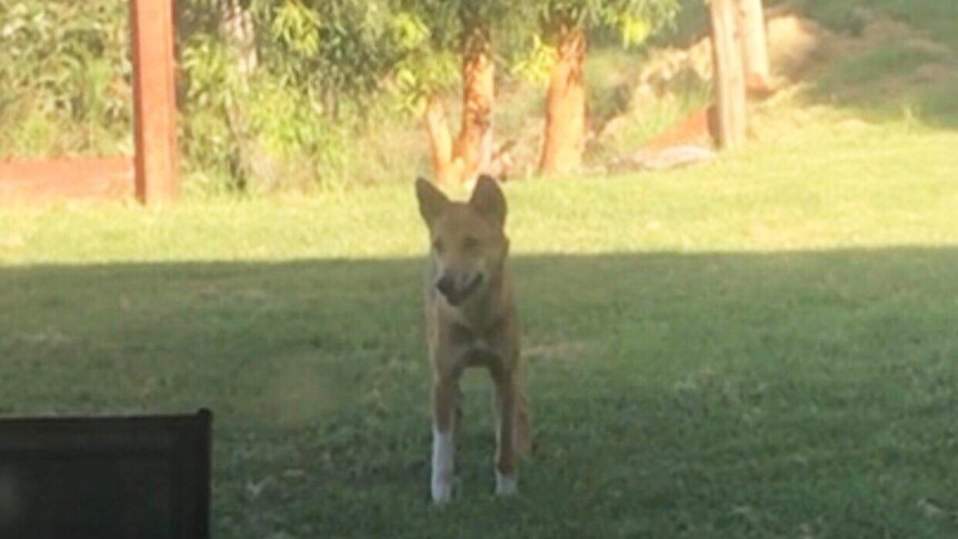 A dingo near the table of a holiday maker's place on Fraser Island.