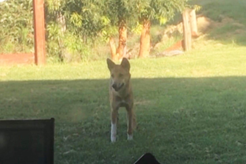A dingo near the table of a holiday maker's place on Fraser Island.
