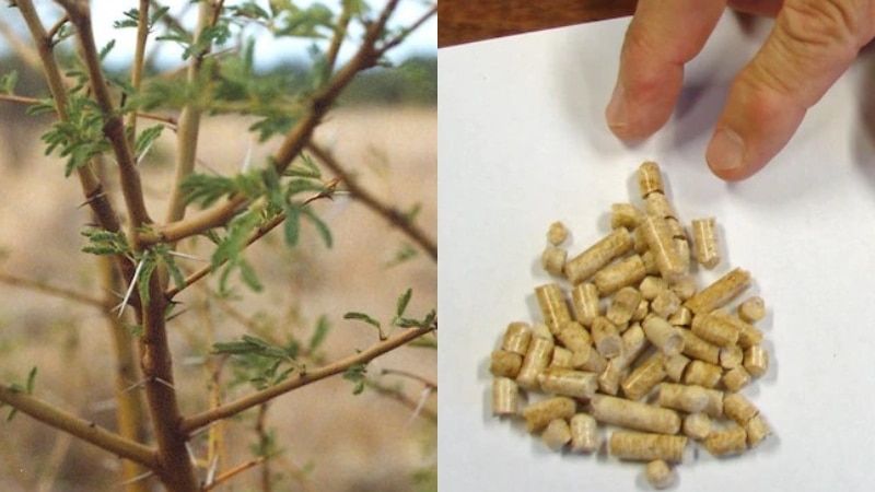 Composite image of invasive plant prickly acacia next to fingers hovering over biomass pellets