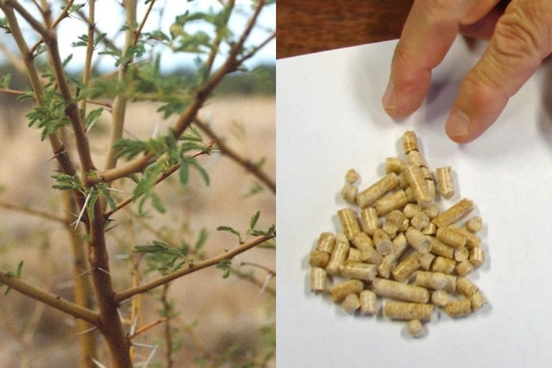 Image composite d'acacia épineux de plantes envahissantes à côté de doigts planant au-dessus de granulés de biomasse