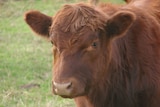 A red cow.