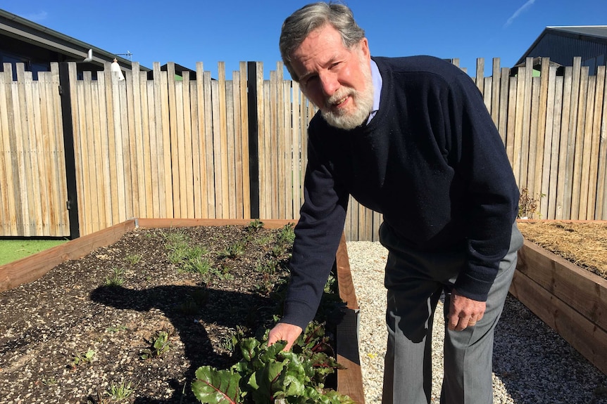 A bearded man leans over touching a spinach leaf in a vegetable garden