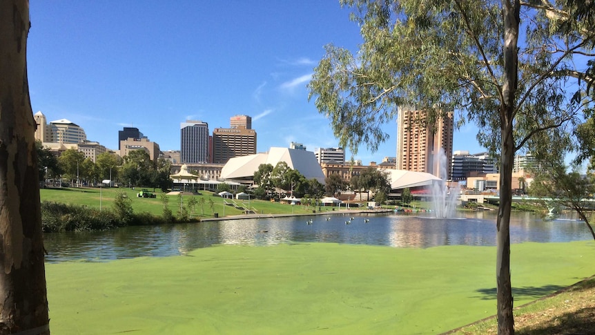 River Torrens duckweed outbreak