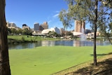 River Torrens duckweed outbreak