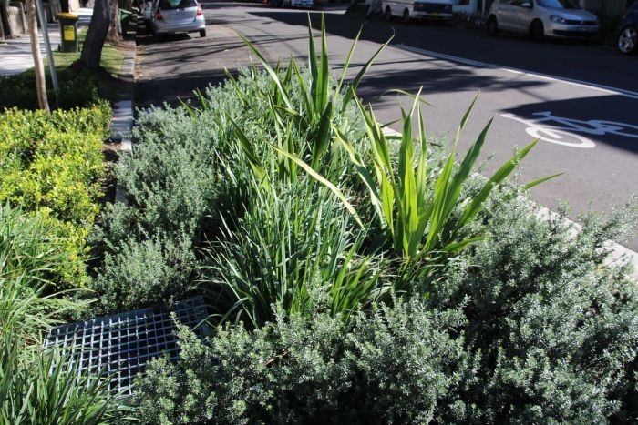 rain garden with a steel drain through it by the side of a road