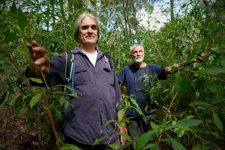 Tom and Steve wear blue shirts while parting dense green vegetation.