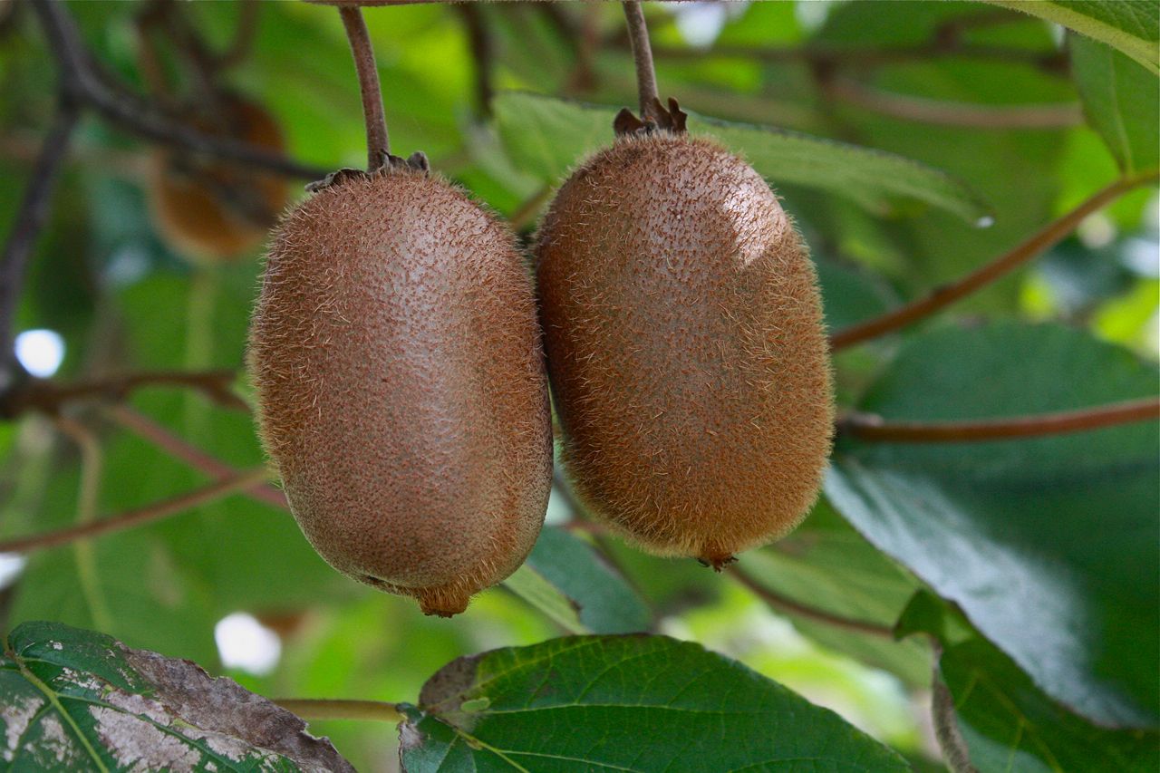 New Zealand kiwi fruit industry booming after tough few years - ABC News