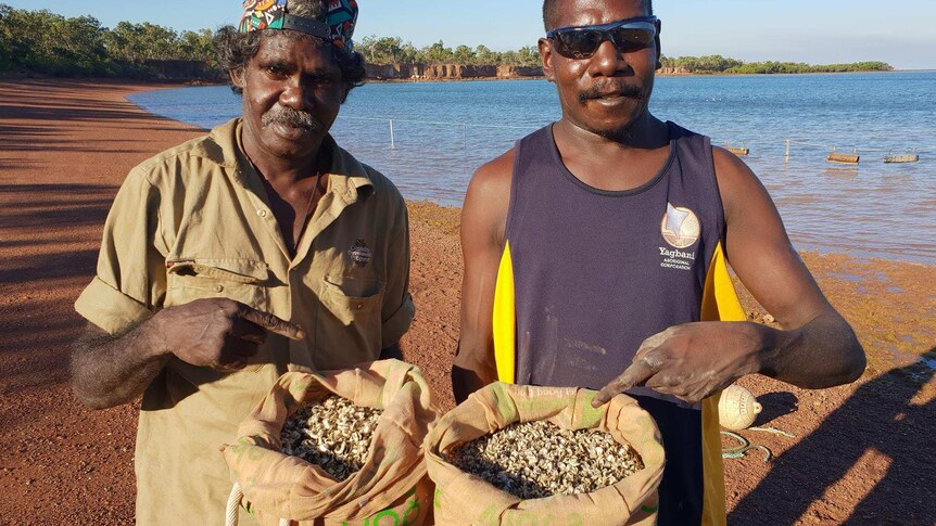 Indigenous rangers holding bags of baby oysters