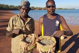 Indigenous rangers holding bags of baby oysters