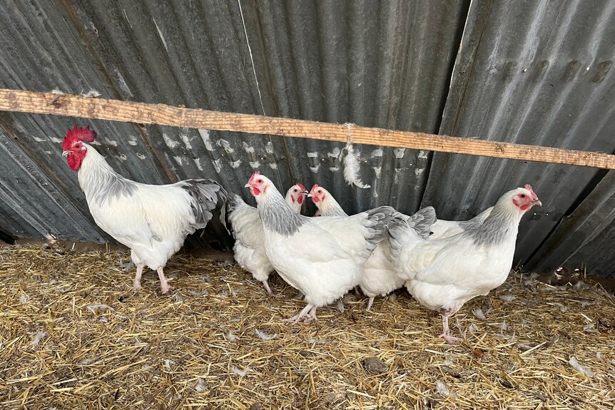 White hens and a rooster in an enclosure.