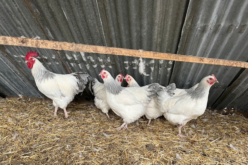 White hens and a rooster in an enclosure.