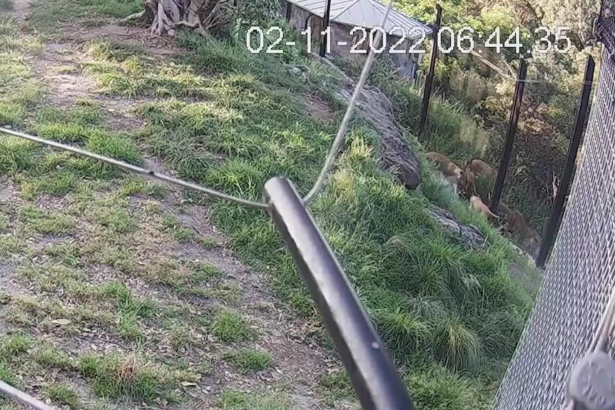 Small lions pushing at a wire fence