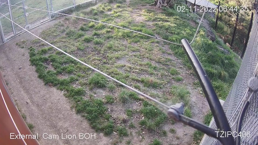 Small lions pushing at a wire fence