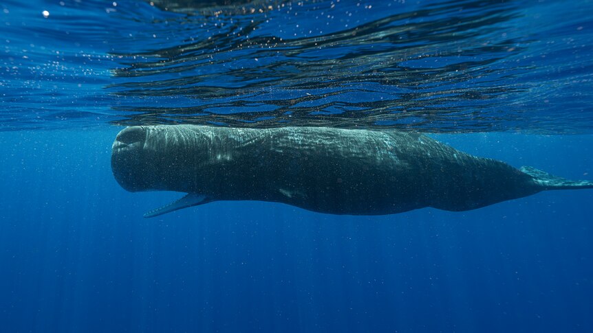 A sperm whale swims off the coast of Dominica in March 2024