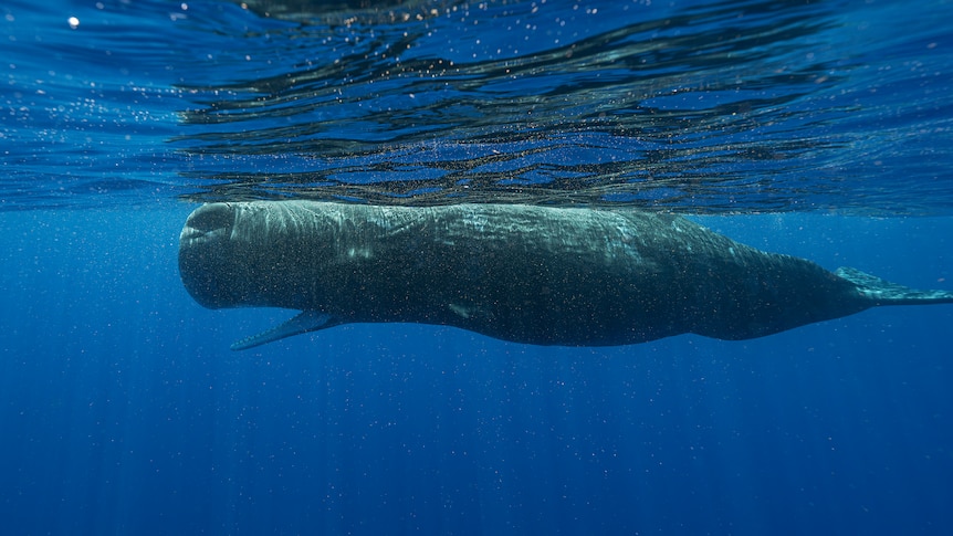 A sperm whale swims off the coast of Dominica in March 2024