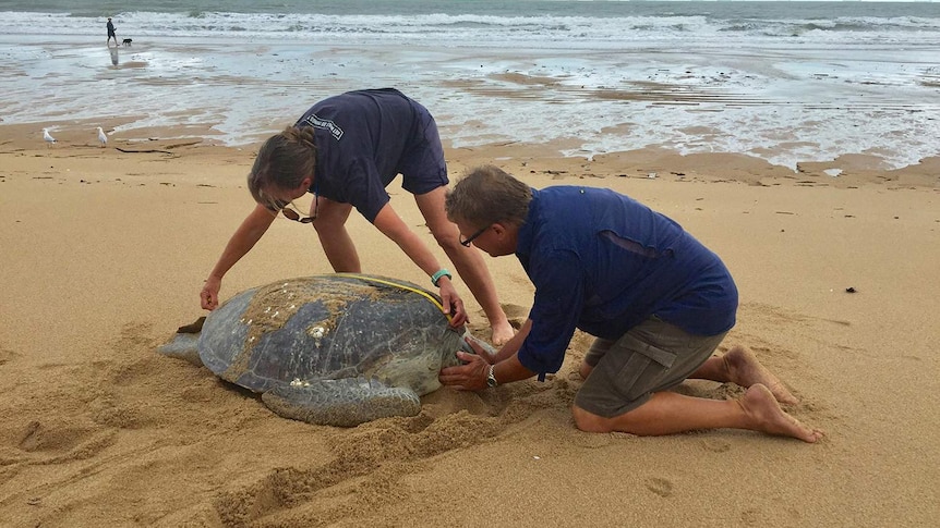 Two men measure a sea turtle on a beach in Mackay.