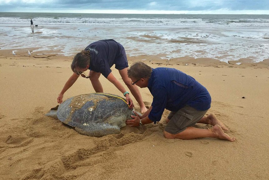 Two men measure a sea turtle on a beach in Mackay.