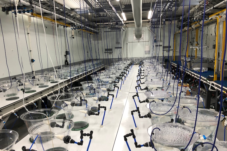 Coral-rearing cones set up for a feeding experiment at the Australian Institute of Marine Science.