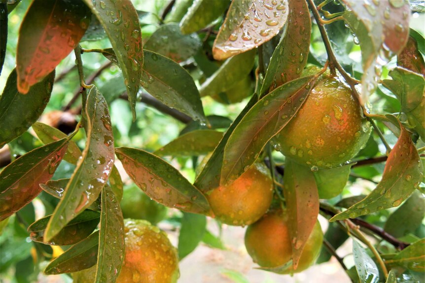 Close up of imperial mandarins growing on a tree