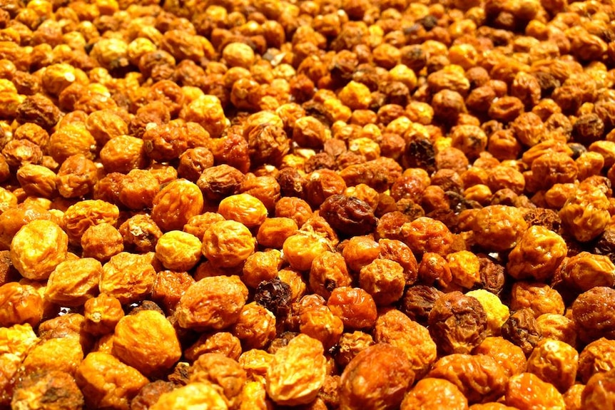 Bush raisins on the drying table.