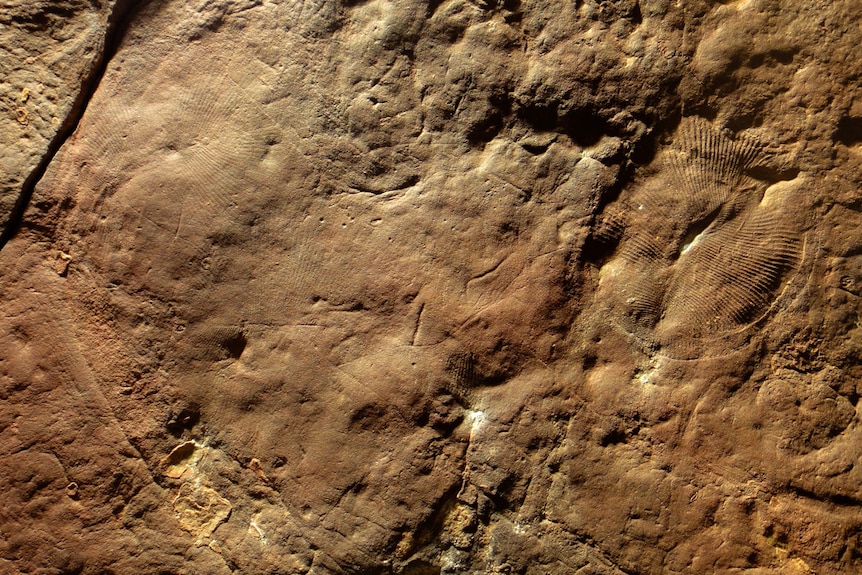 Dickininsonia fossils in red rock