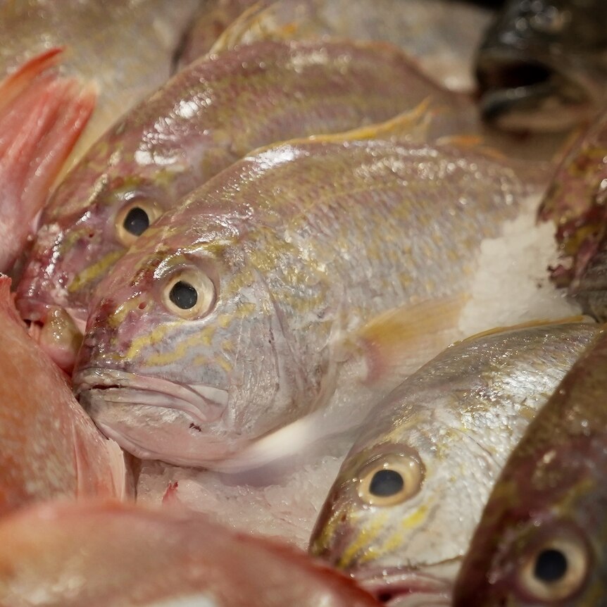 A close-up of fresh fish for sale at a market.