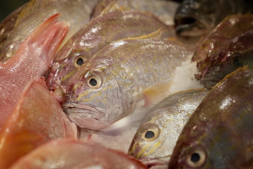 A close-up of fresh fish for sale at a market.