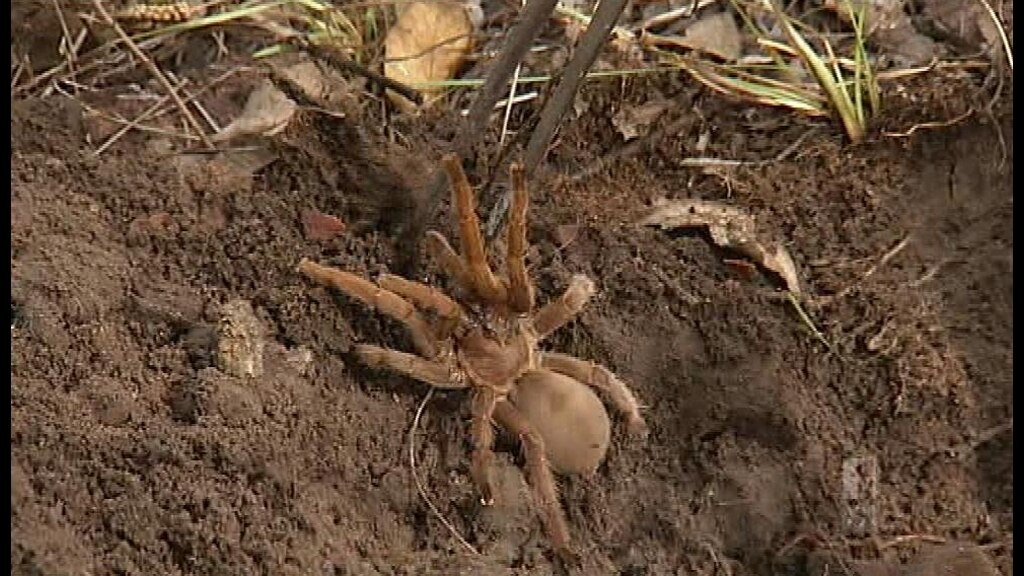 Bush Blitz - ABC News