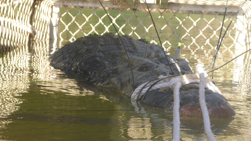 A saltwater crocodile trapped in a cage in Katherine.