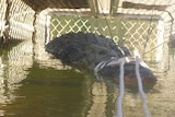 A saltwater crocodile trapped in a cage in Katherine.