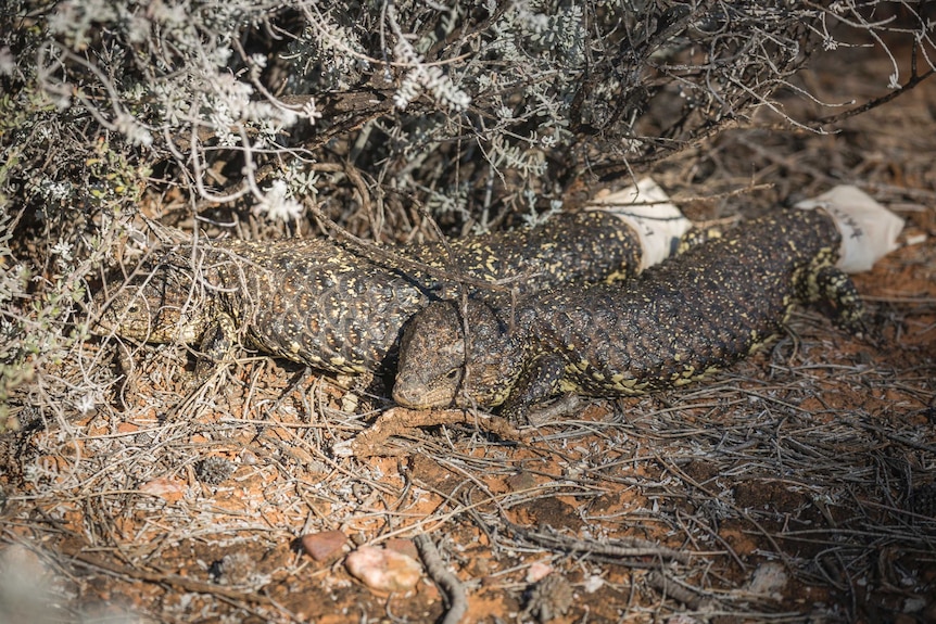 Sleepy Lizard bonding behaviour